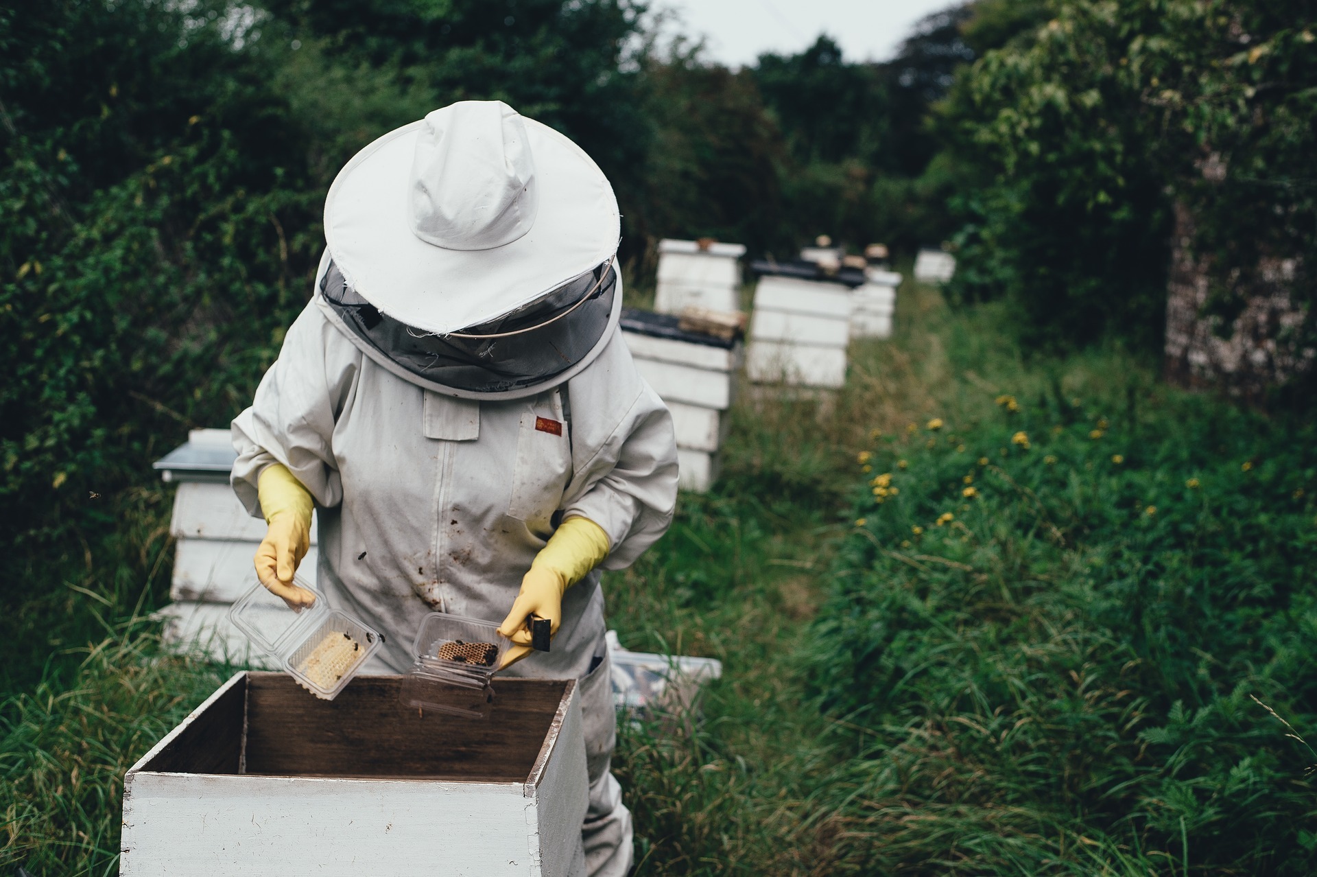 découvrez le secteur apicole : ses enjeux, ses pratiques, et l'importance des abeilles dans notre écosystème. plongez dans l'univers fascinant de l'apiculture, entre tradition et innovation.